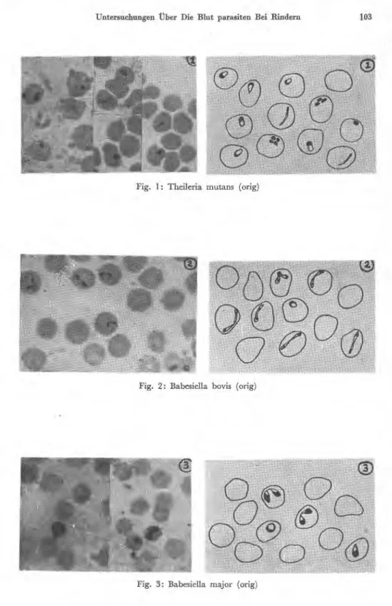 Fig. I: Theileria mutans (orig) 