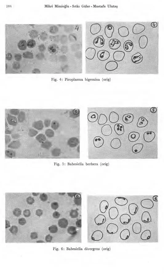 Fig. 4: Piroplasma bigemina (orig) 