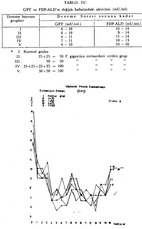 Grafik 4. F. gigantica ile enfekte koyunlarda serum GPT aktivitesi. Diagram 4. The activity of serum GPT in sheep infected with F