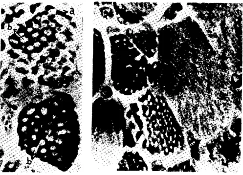 Şekil ı. Ağaçkakaııın boyun kaslarınchn M. biventer cervicis'de &#34;felder&#34; ve &#34;fibriller&#34;