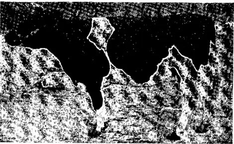 Fig. ı. A Nymphomaniac cow conceived fallowing the treatment and she is