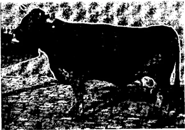 Fig. 2. A Nymphomaniac cow. The dam