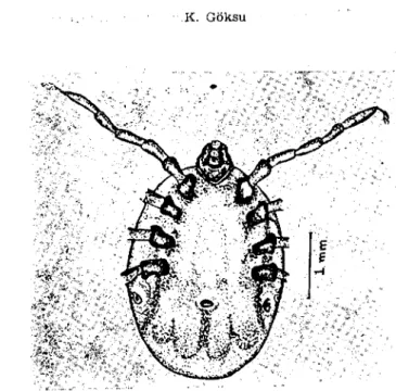 Şekil 7. Bir R. bursa nimf'i, ventral yüz (Fig. 7. A nyını::ıh of R. bursa, ventral view)