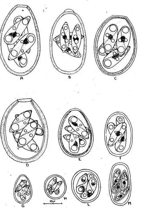 Figure 2. Sporulated oocysts of ten specİes of Eimarİa identified in feces of buffalo (Bubalus bubalis) from Turkey