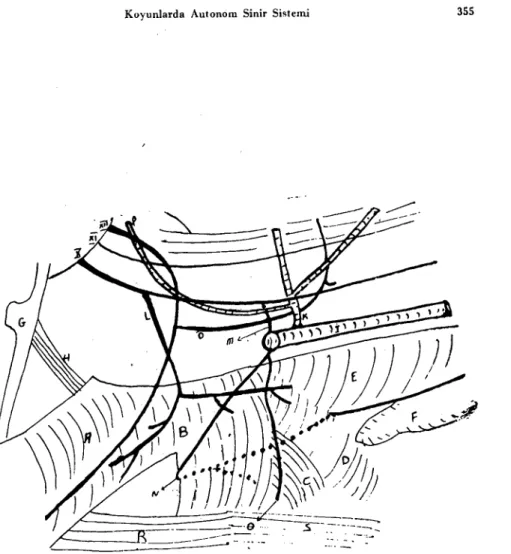 Şekil 9. Rcgio laryngica (Şemaıik)