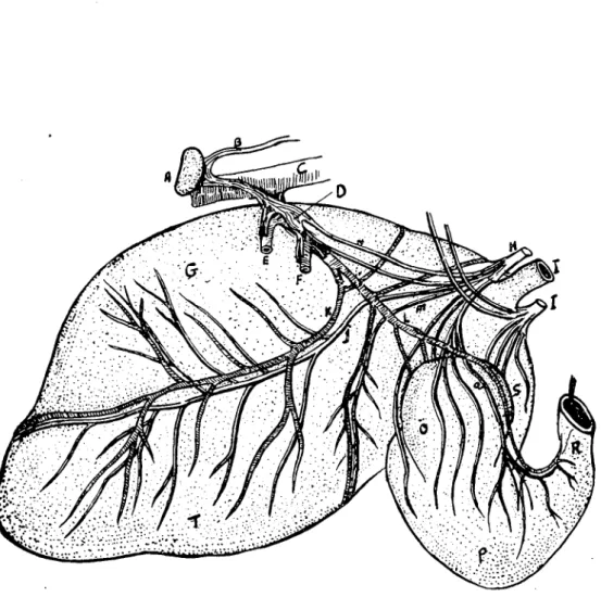 Şekil iı. Truneus vagalis dorsalis'in dağılışı