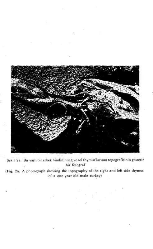 Şekil 2a. Bir yaşlı bir erkek hindinin sağ ve sol thymus'larının topografisinin gösterir bir' fotoğraf