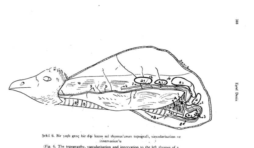 Şekil 6. Bir yaşlı genç bir dişi kazıı~ sol thymus'unıın topografi, va~cıılarisation ve