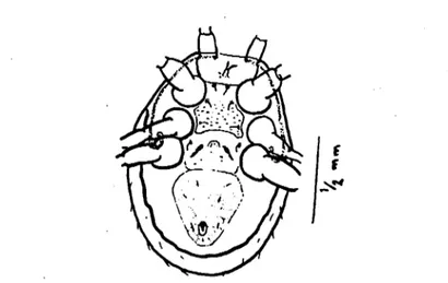 Şekil 2. Bir dişi Macrocheles muscacdomesticae'nın ,'entral yüzündeki phikI ar. Orig. Fig