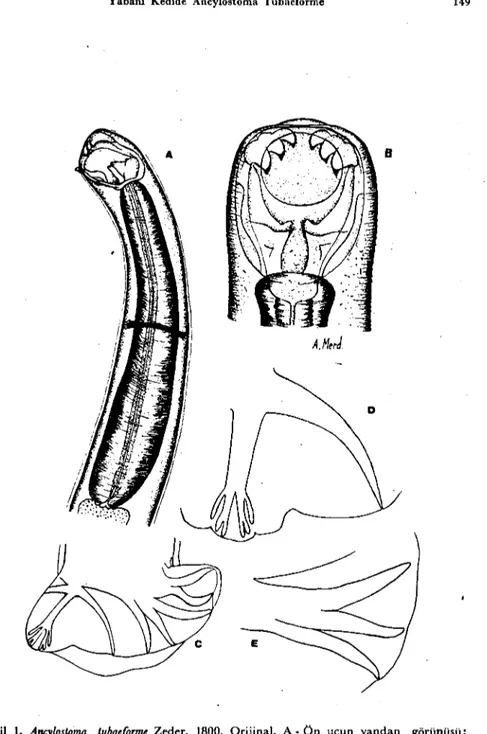 Şekil 1. Ancylostoma tubaeforme Zeder, 1800. OrijinaL. A. Ön ucu n yandan gorunuşuj (X 100) j B - Ağız kapsülünün sırttan görünüşü (X 225); C • Çiftleşme kesesi (X 100)