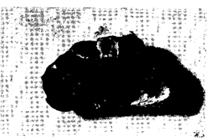 Fig. 8. tn goat, the vertical section at the levcl of the third coccygical vertebra. Exakta