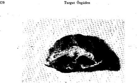 Fig. 3: tn goat, the vertical sectian at the levc1 of the third coccygicaI ye;tebra. Exakta X2
