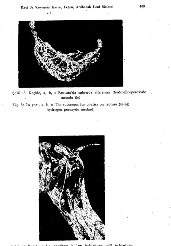 Fig. 8: tn goaı, a, b, c-The subserous Iymphatics 011 rcctum (using