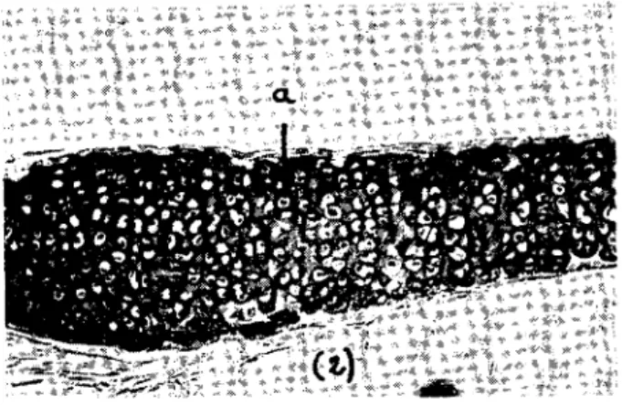 Fig: :1. Cross section of the ouıer canilage. x 50. a - cartilage cells.