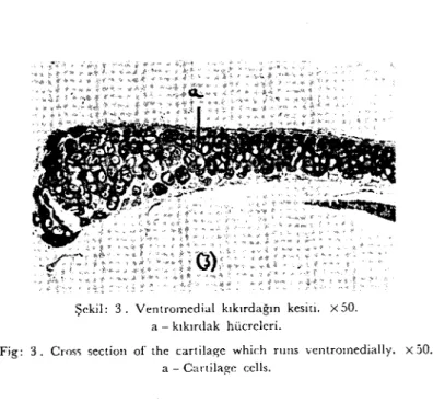 Fig: 3. Cross seetion of the cartilage whic:h runs ventromediaııy. X 50. a - Carıilage ceııs.
