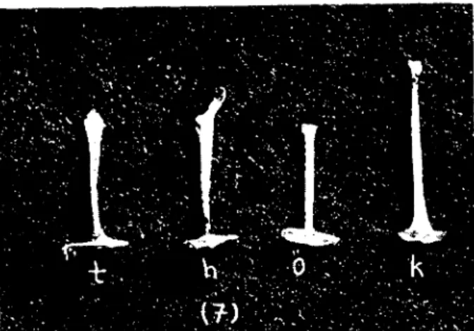 Fig: 7. Comparative columellas. t - hen, h - turkey, ö - duek, k - goose.