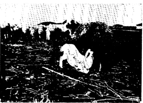 Fig. 5. Low down head and ııeck and disindination to move (left), Severely affected lamb unablc to ri se (right)