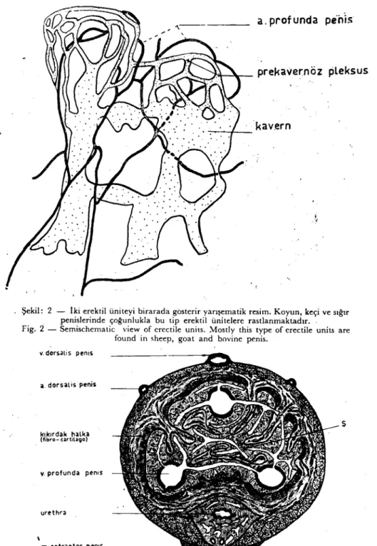 Fig. 2 - Semisehematic view of erectile units. :'v1ostly this type of ereetile units are