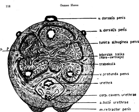 Fig. 4 - Semischematic drawing of the meshed erectile tissue in sheep (or goal penis.