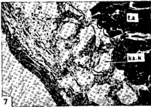 Fig. 7: (Nonmuseular caverns of the erura