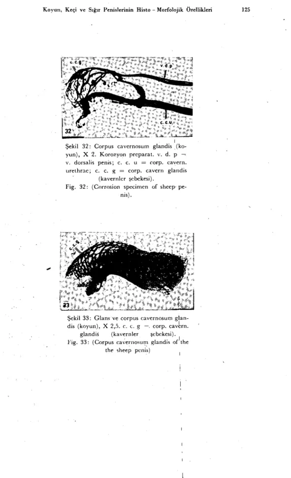 Şekil 32: Corpus cavernosum glandis (ko-