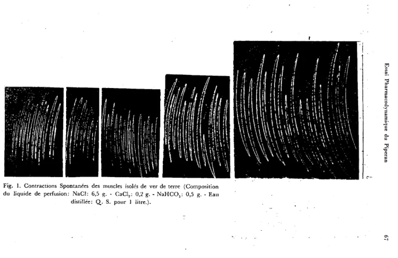 Fig. ı. Contractions Spontances des musdes isolcs de ver de terrc (Composition du liquide de perfusion: NaCl: 6,5 g