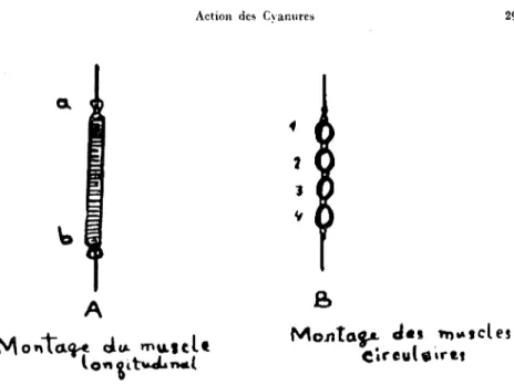 Fig. 3. Montage du muscle [ongitudinal et des muscles eircu[aİres.