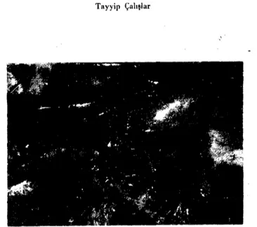 Şekil 2. Post renal bölgede görülen hemal lenf yumruları (koyun). Fig. 2. Hemal nodes behind the kidney of sheep.