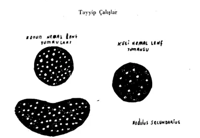 Şekil 9. Koyun ve keçi hemal lenfyumruları (şematik olarak), nodulus secundarius'ları