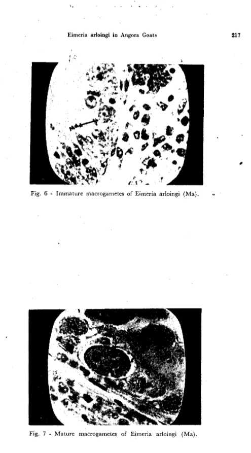 Fig. 7 - Mature rnacrogarnetes of Eirneria arloingi (Ma).