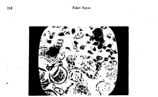 Fig. 8. Mature microgamctocyte (Mi), macrogamctes (Ma) and youngoocysts (o) of Eimeria arloingi.