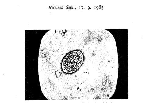 Fig. 1 - U nsporilated oocyst of Eirneria arloingi.