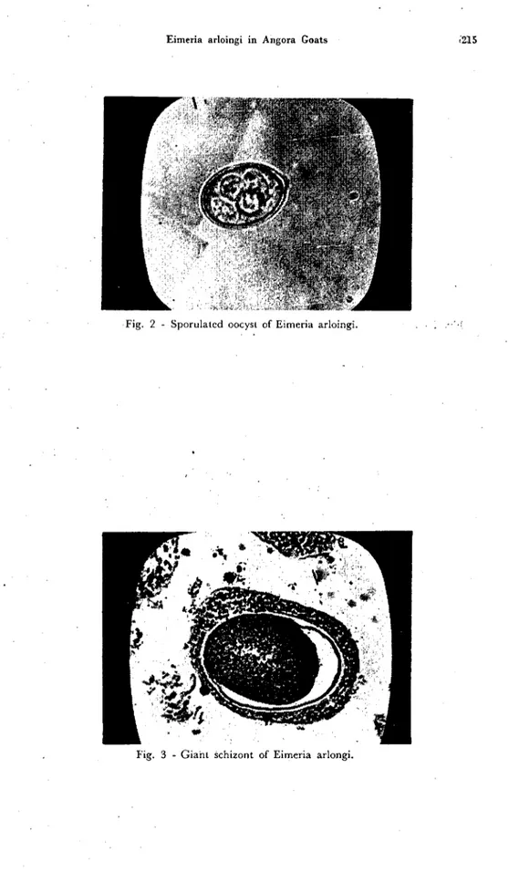 Fig. 2 - Sporulatcd oocyst of Eimeria arloingi.