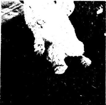 Fig. 2 (The rabbit befare treatment with progressive lesions on its he ad and feel.