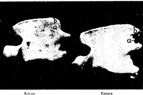 Fig. i. Karaca ve koyun epistropheus'unun soldan görünüşü. a- proc. spinalis'in caudal kenarı üzerindeki çentik