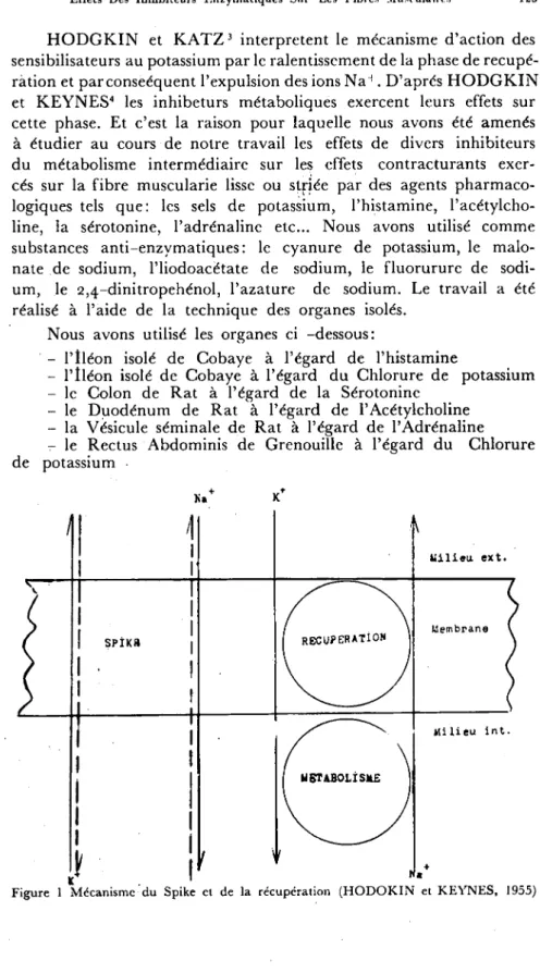 Figure i Mccanismc' du Spike ct de la rccupcration (HODOKIN et KEYNES, 1955)