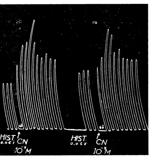 Fig. 3. Aetion de l'histamine (Ch!.) (0,06 fl-g) sur I'ileon isole de Cobaye. Le eyanure de po tassium a ete intmduiı a la eoneenıration alO • M pendanı 30 savanı l'addiıion 