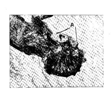 Fig. 3 - A view of the malformed calf shows the defeetive pclvic bones (A).