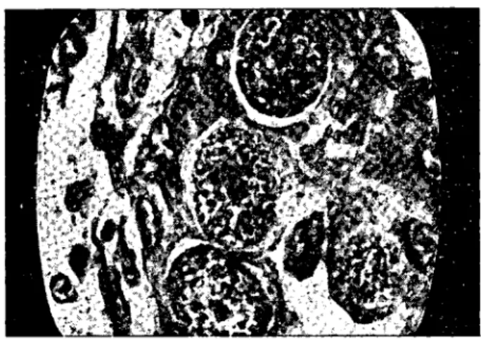 Fig. 3 : schizonts of Eimcria nina-kohl-yakimovi.