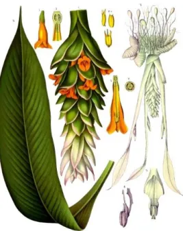 Figure 1. Curcuma longa L. (Turmeric) Plant 