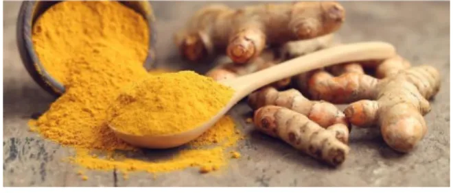 Figure 4. Turmeric  (Curcuma longa) 