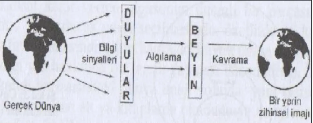 Şekil 2.1. “Çevresel Algı” da İnsanların Çevreyi Algılama Yolu 
