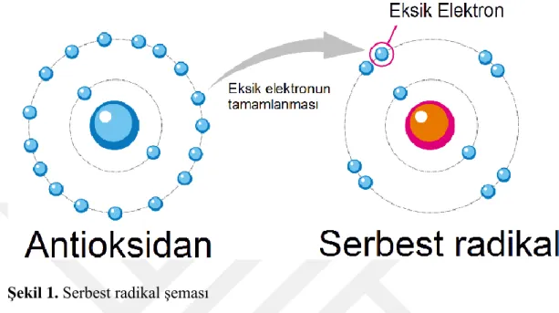 Şekil 1. Serbest radikal şeması 