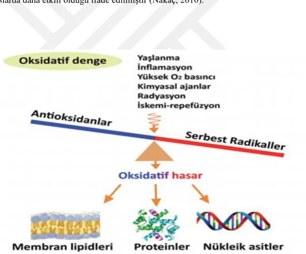 Şekil 4. Oksidatif denge (Özcan vd., 2015). 
