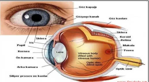 Şekil 3.2. Gözün Yapısı 