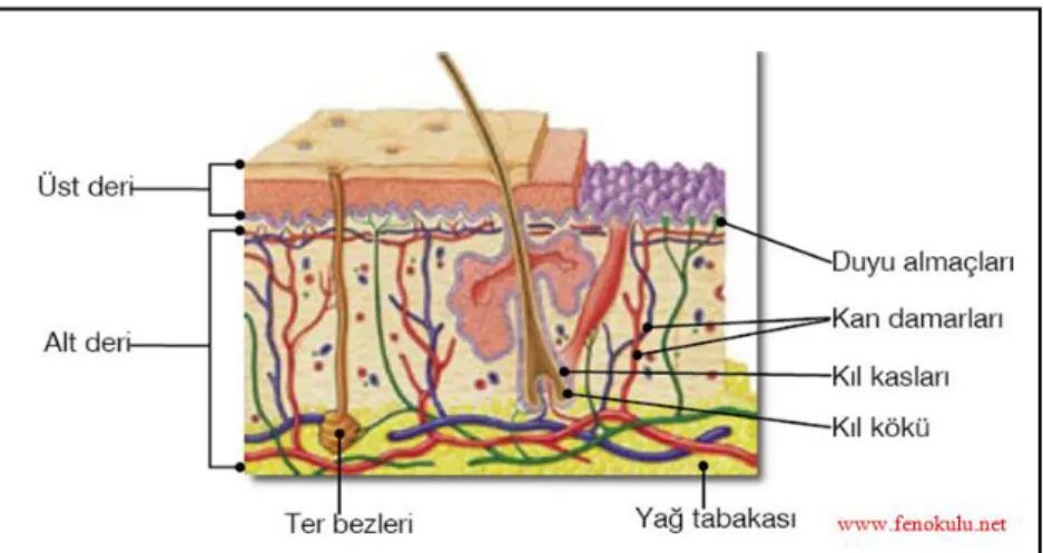 Şekil 3.5. Derinin Yapısı 