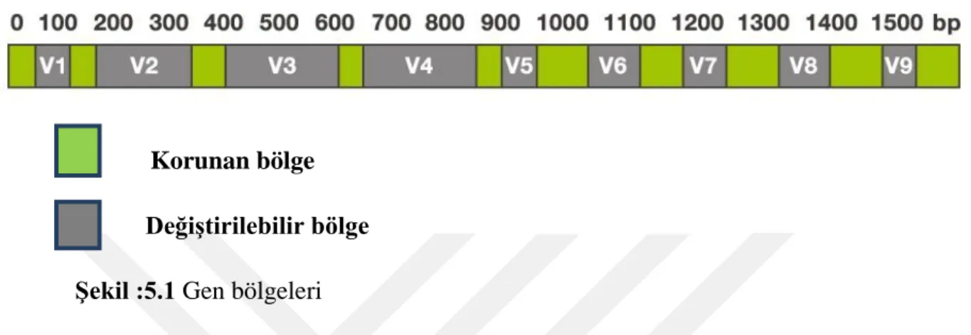 Şekil :5.1 Gen bölgeleri 