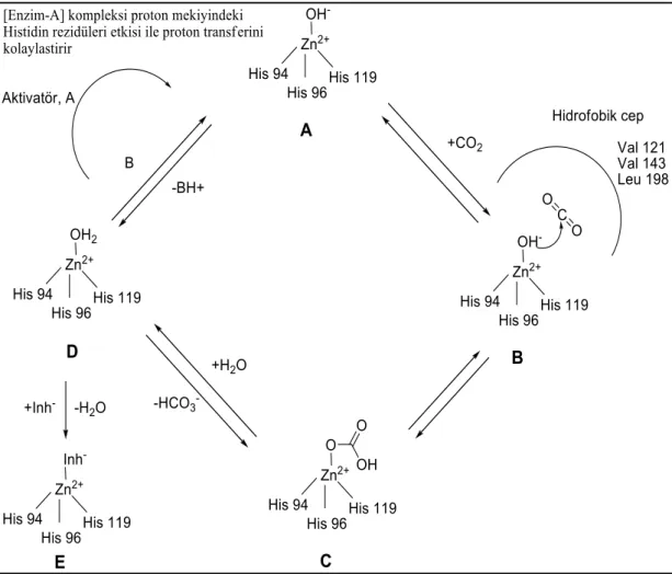 ġekil  1.4.  α-CA‟ların  katalitik  (fizyolojik  reaksiyon  için),  inhibisyon  (çinko  bağlayıcılarla)  ve  aktivasyon  mekanizması  (hCA  I‟in  aktif  bölgesindeki  çinko  ile 