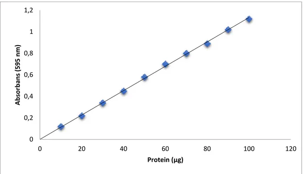 ġekil  4.1.  Bradford  metoduyla  proteinlerin  kantitatif  tayini  için  kullanılan  standart  grafik