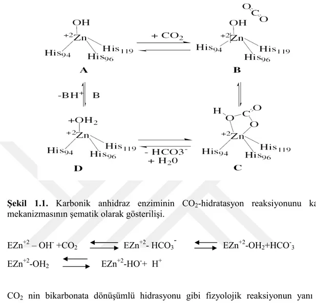Şekil  1.1.  Karbonik  anhidraz  enziminin  CO 2 -hidratasyon  reaksiyonunu  kataliz 